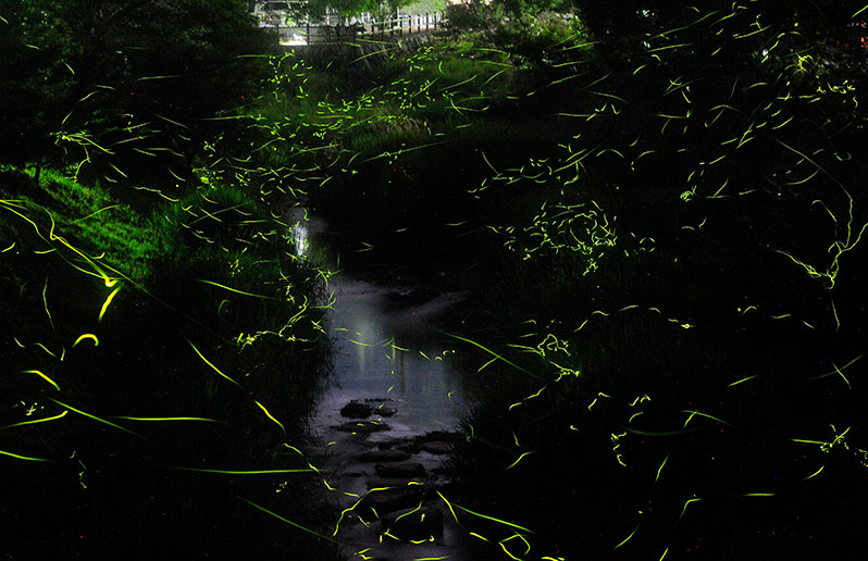 大谷川河川公園 螢火蟲觀賞景點