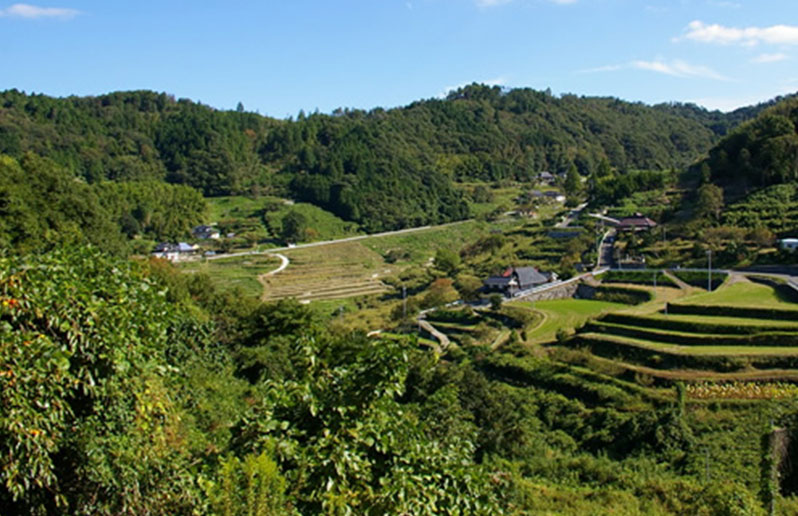 The Terraced Rice Fields of Ueyama—Terraced Ueyama